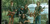 King Gizzard & The Lizard Wizard